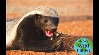 Honey Badger (Ratel): Natures Badass