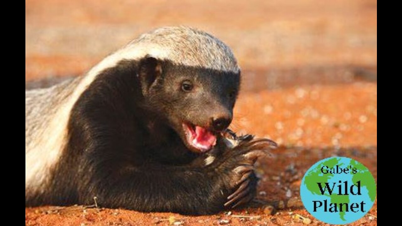 Honey Badger (Ratel): Natures Badass