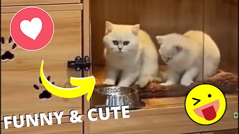 Funny and Cute Pet's Life #038