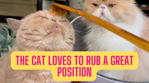 The cat loves to rub a great position