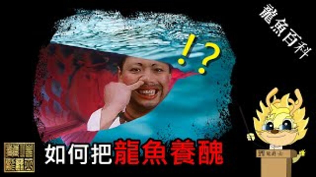 【龍爵士】龍魚百科-如何把龍魚養醜