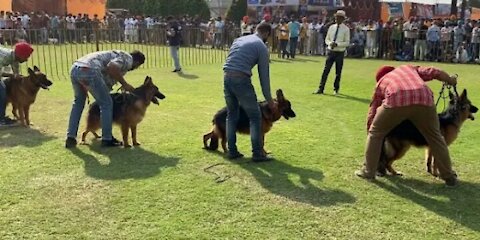 GERMAN SHEPHERD SPECIALTY !! dog show Barnala in India!! Best Dog Show !! 3-11-2021