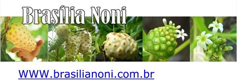 NONI - Morinda citrifolia L., o fruto tropical de 101 aplicações medicinais