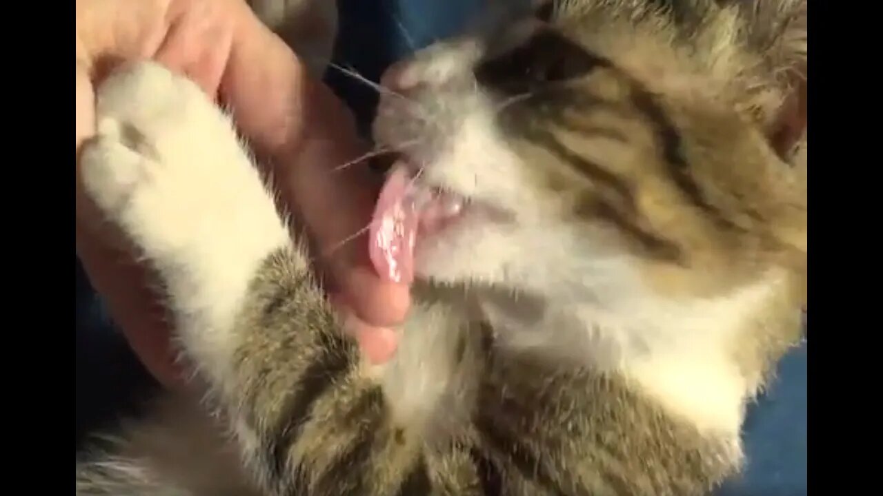 I Bite You then I Kiss You