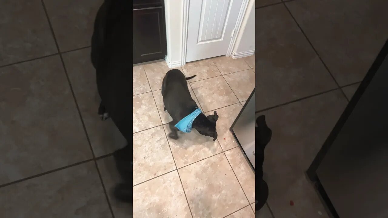 Watermelon received!