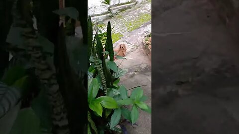 #dogshow , #animals , #dogs , #shorts