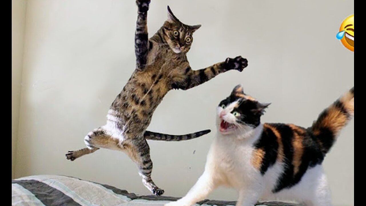 FUNNY cat videos | cats and dogs 2024