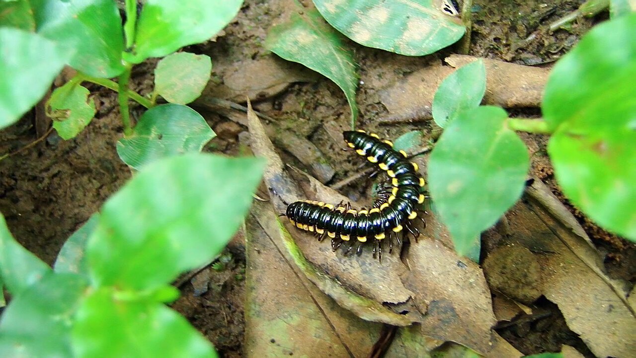 Yellow spotted millipede (Harpaphe haydeniana)