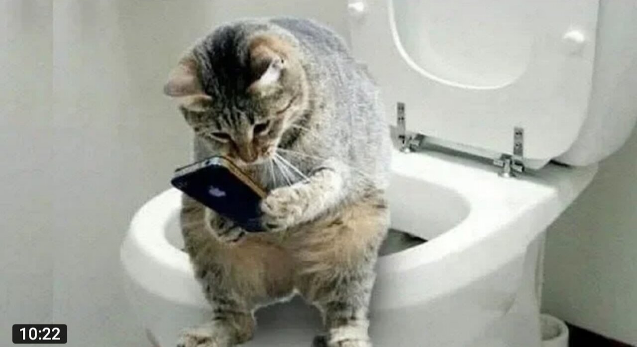 Funny And Cute Cat'S Life (Part 11) Cats And Owners Are The Best Friends Videos