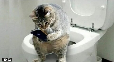 Funny And Cute Cat'S Life (Part 11) Cats And Owners Are The Best Friends Videos