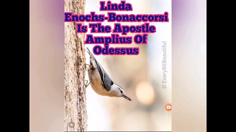 Linda Enochs-Bonaccorsi Is The Apostle Amplius Of Odessus