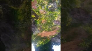 little fish - how many are there?
