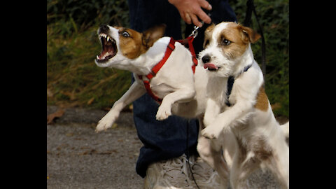 How To Make Dog Become Aggressive Instantly With Few but effective Simple Tips