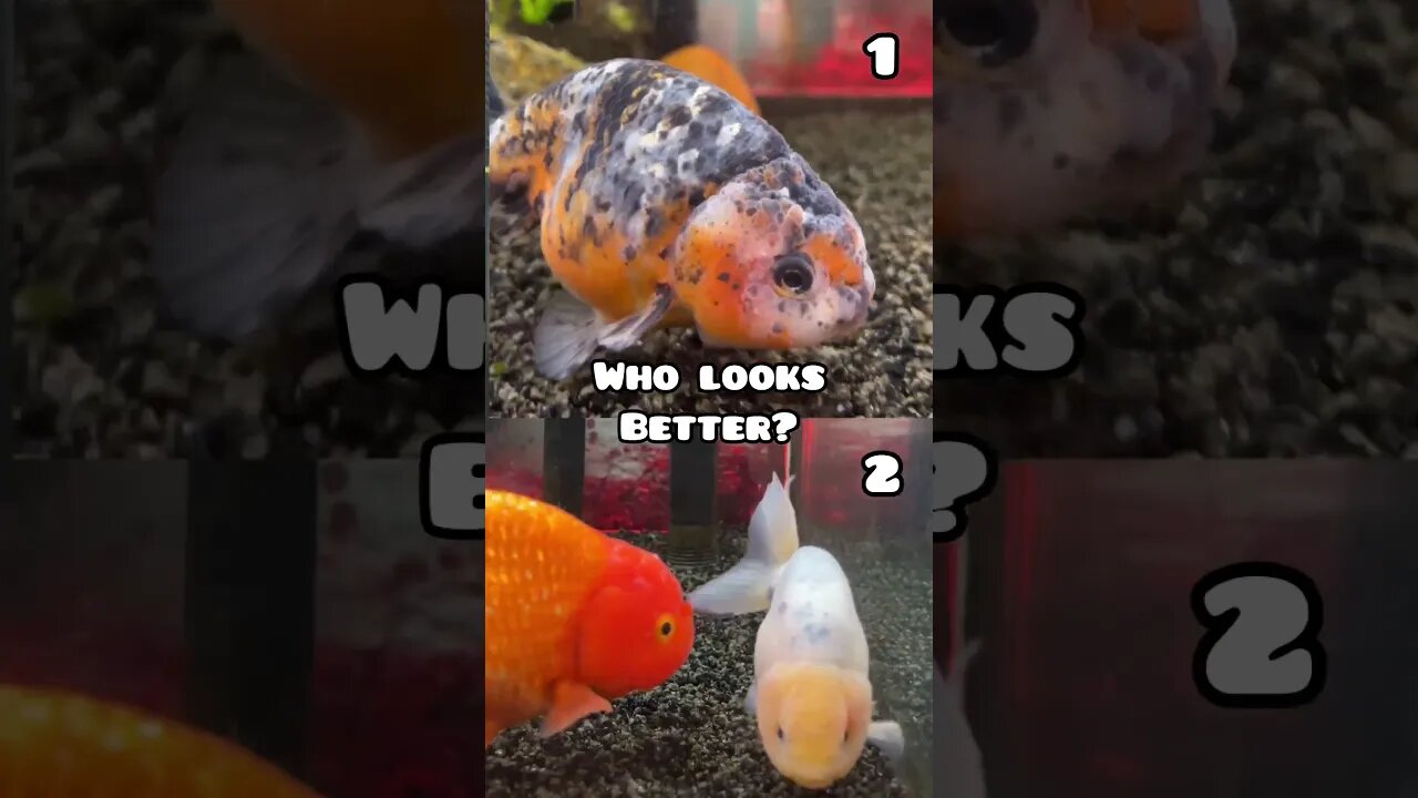 MIRROR MIRROR ON THE WALL FAIREST FISH OF THEM ALL #fancygoldfish #ranchugoldfish #fishtank