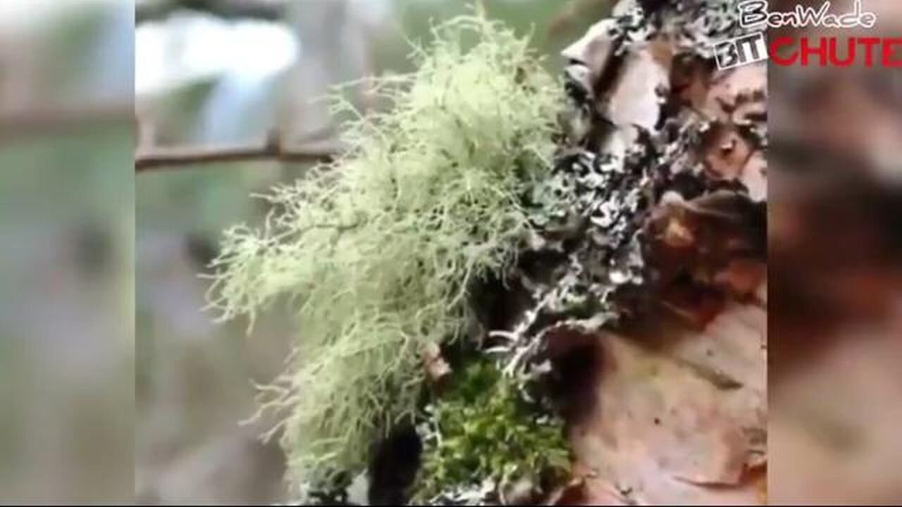 ANTIBIOTIC THAT GROWS IN YOUR OWN BACKYARD - USNEA