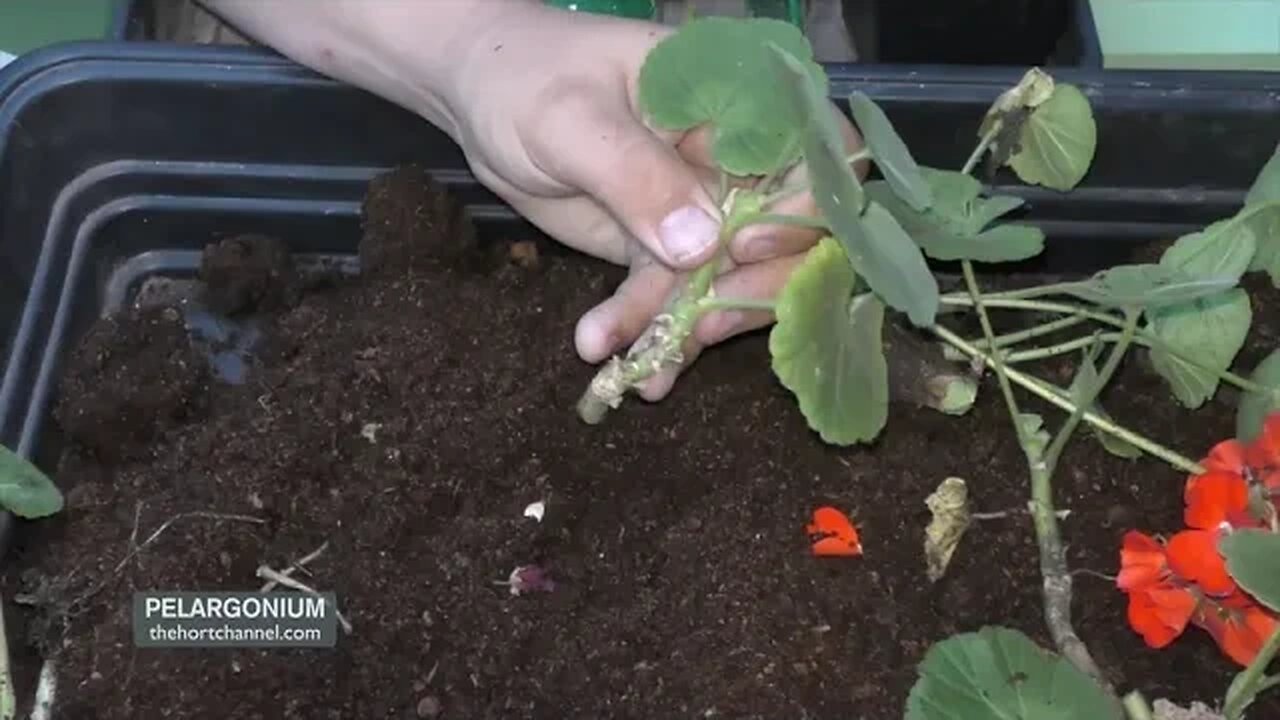 How to Take Cuttings of Pelargoniums