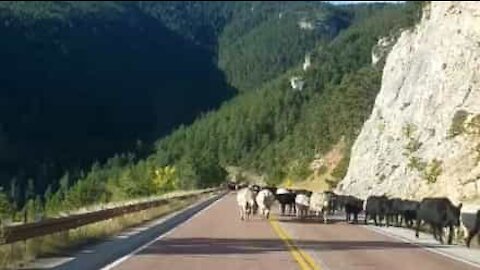 Condutor fica preso em estrada com dezenas de vacas