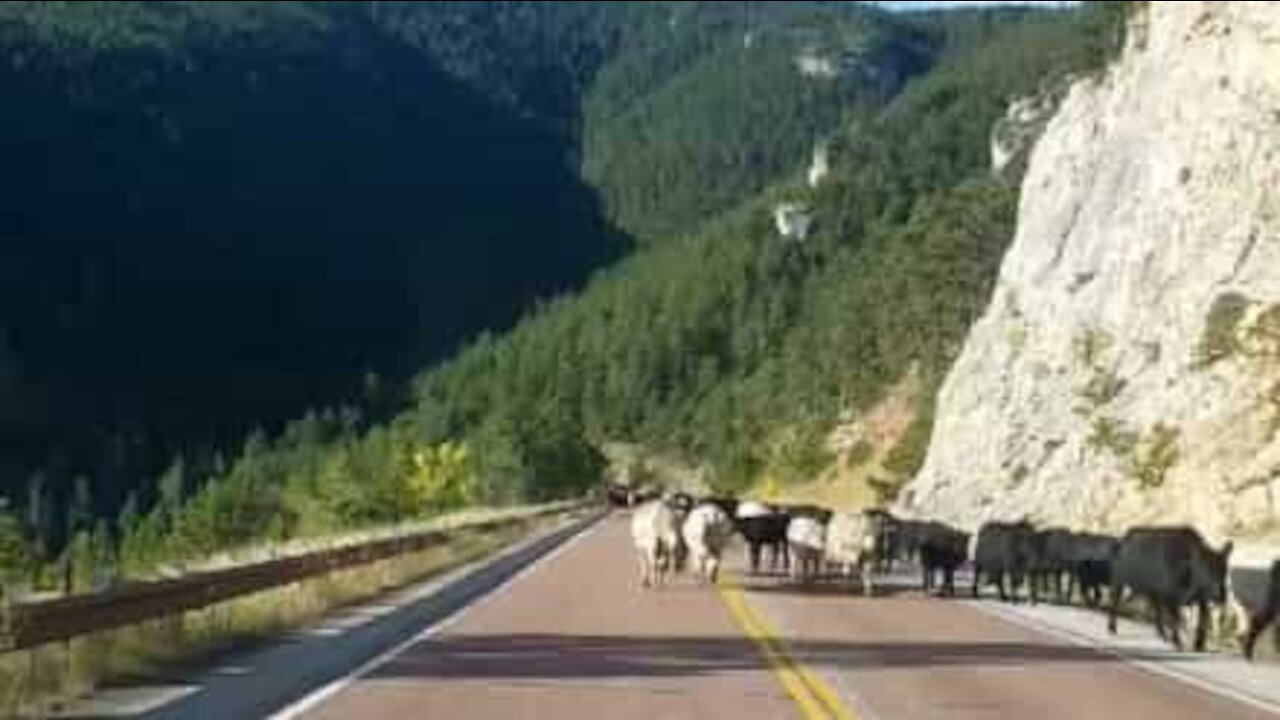 Condutor fica preso em estrada com dezenas de vacas