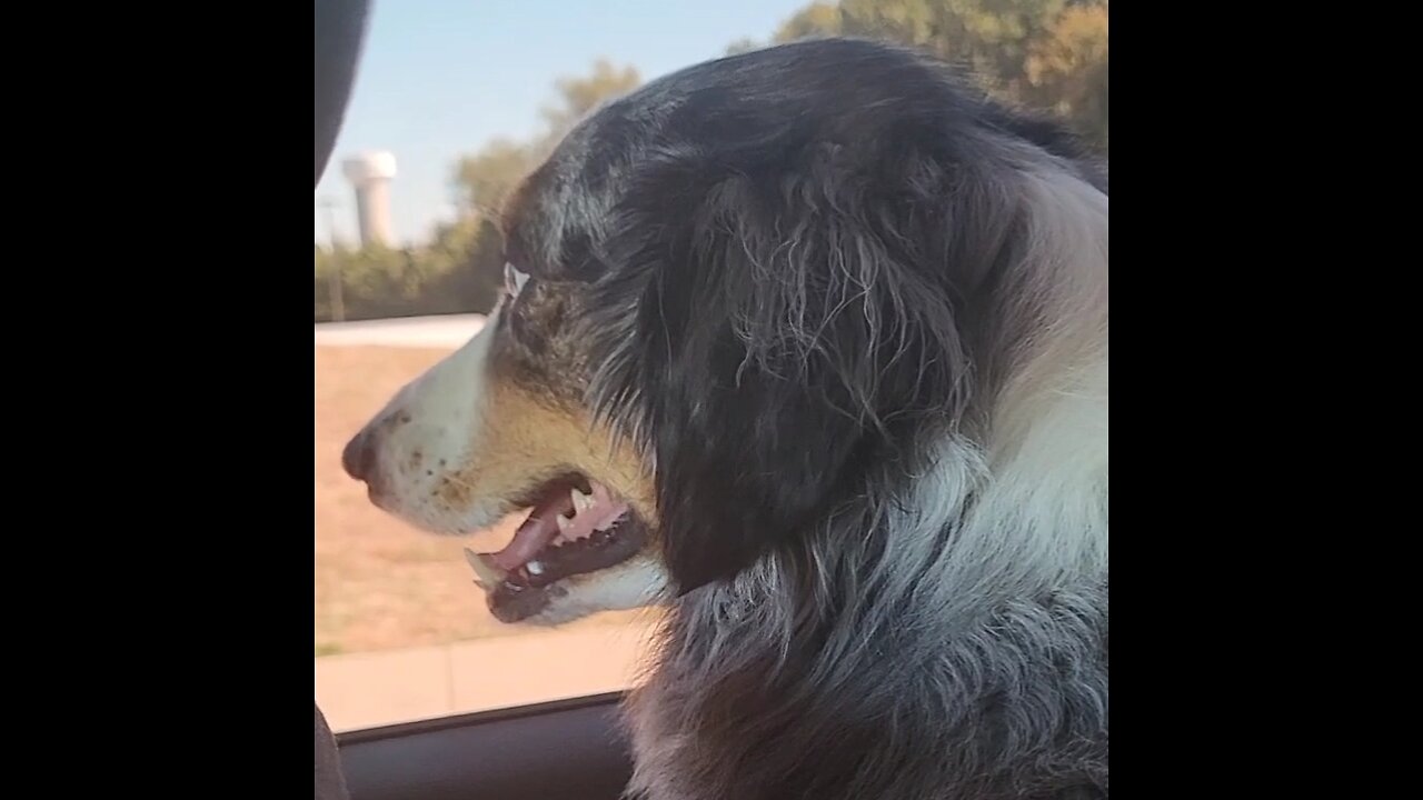 Excited Australian Sheppard