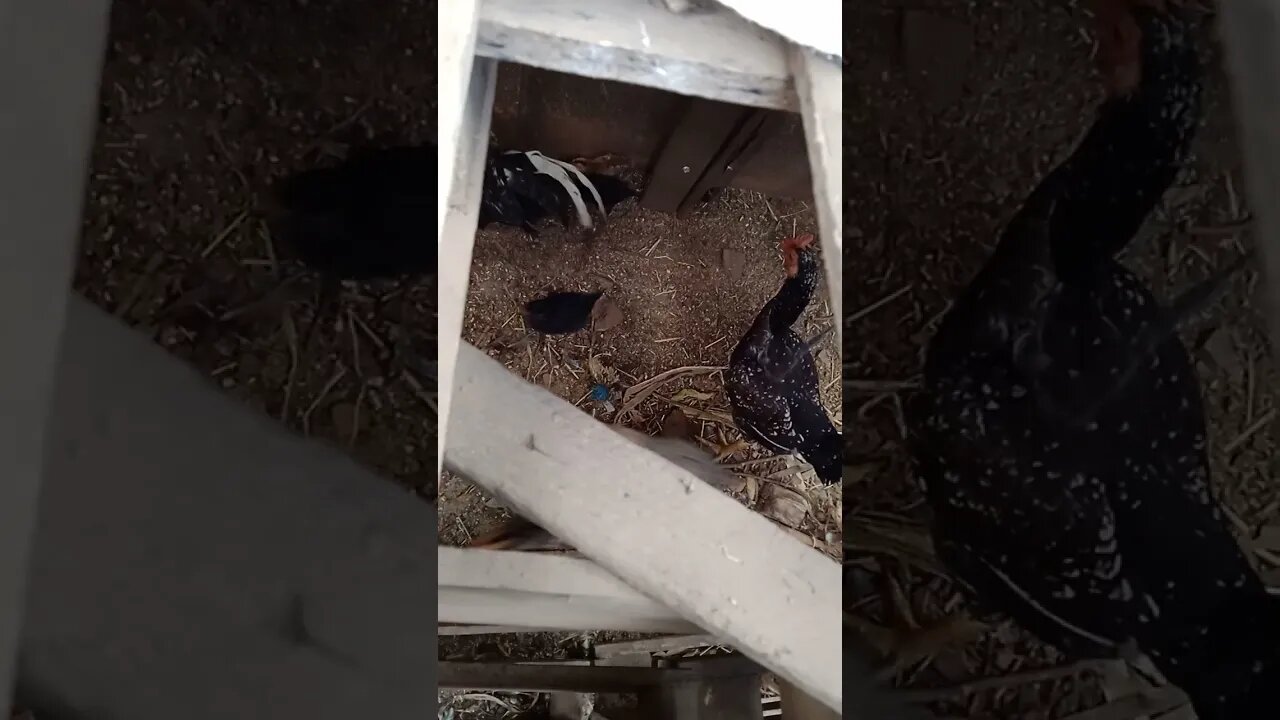 novos pintinhos na criacao