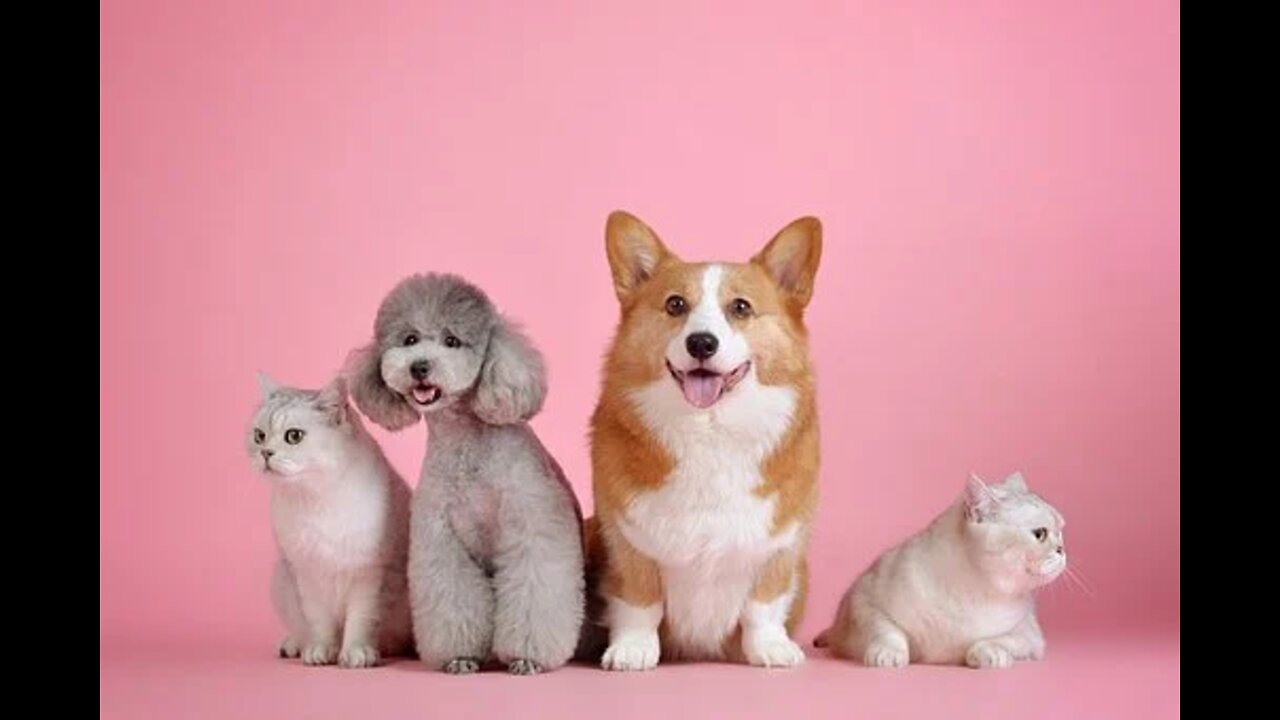 funny dog videos part 3