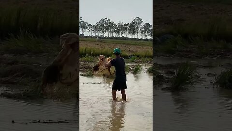 Net fishing season in Cambodia🐟🐠