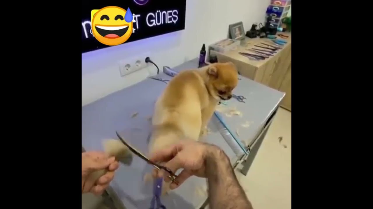 New Funny Dog Tail Hair Styling 🐕