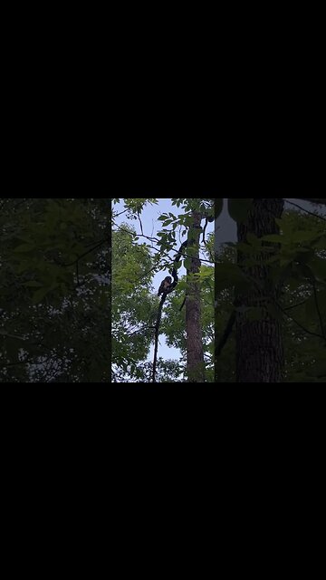 #owl #barredowl #arkansas #hooters