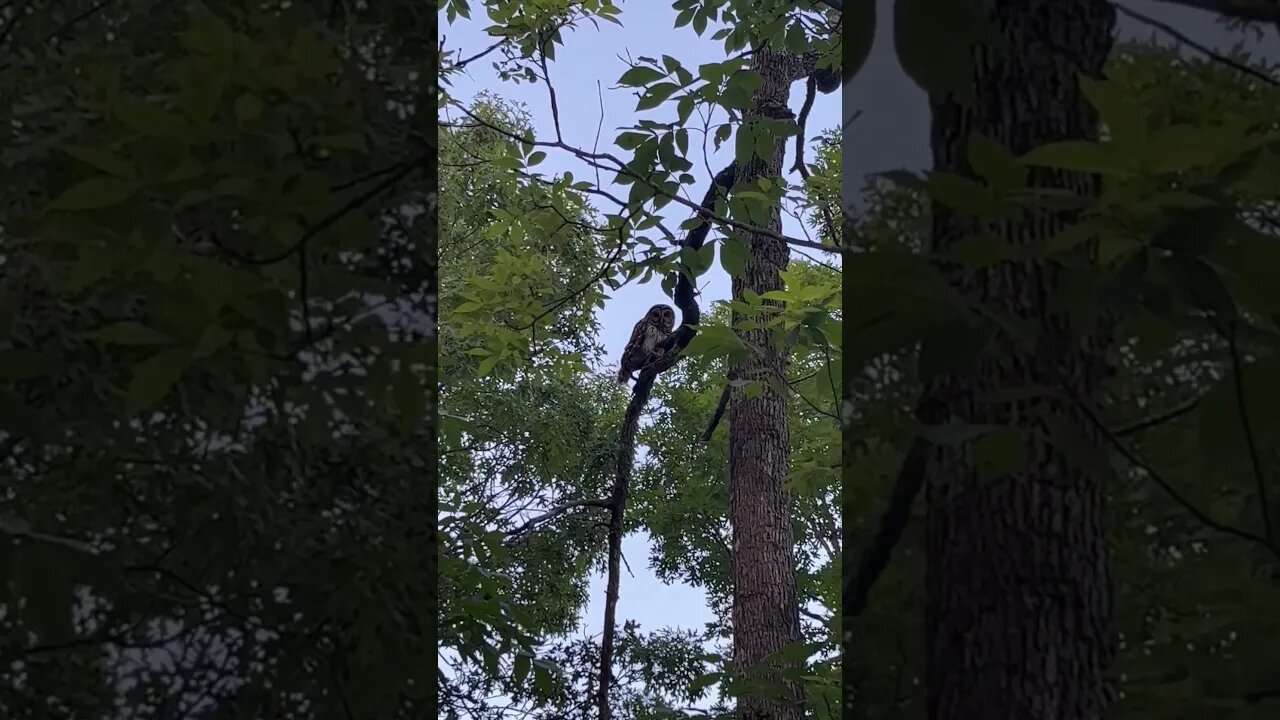 #owl #barredowl #arkansas #hooters