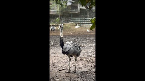 Ostrich In the Musium