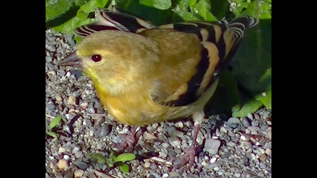 IECV NV #127 - 👀 American Goldfinch Juvenile Short Version 9-10-2015