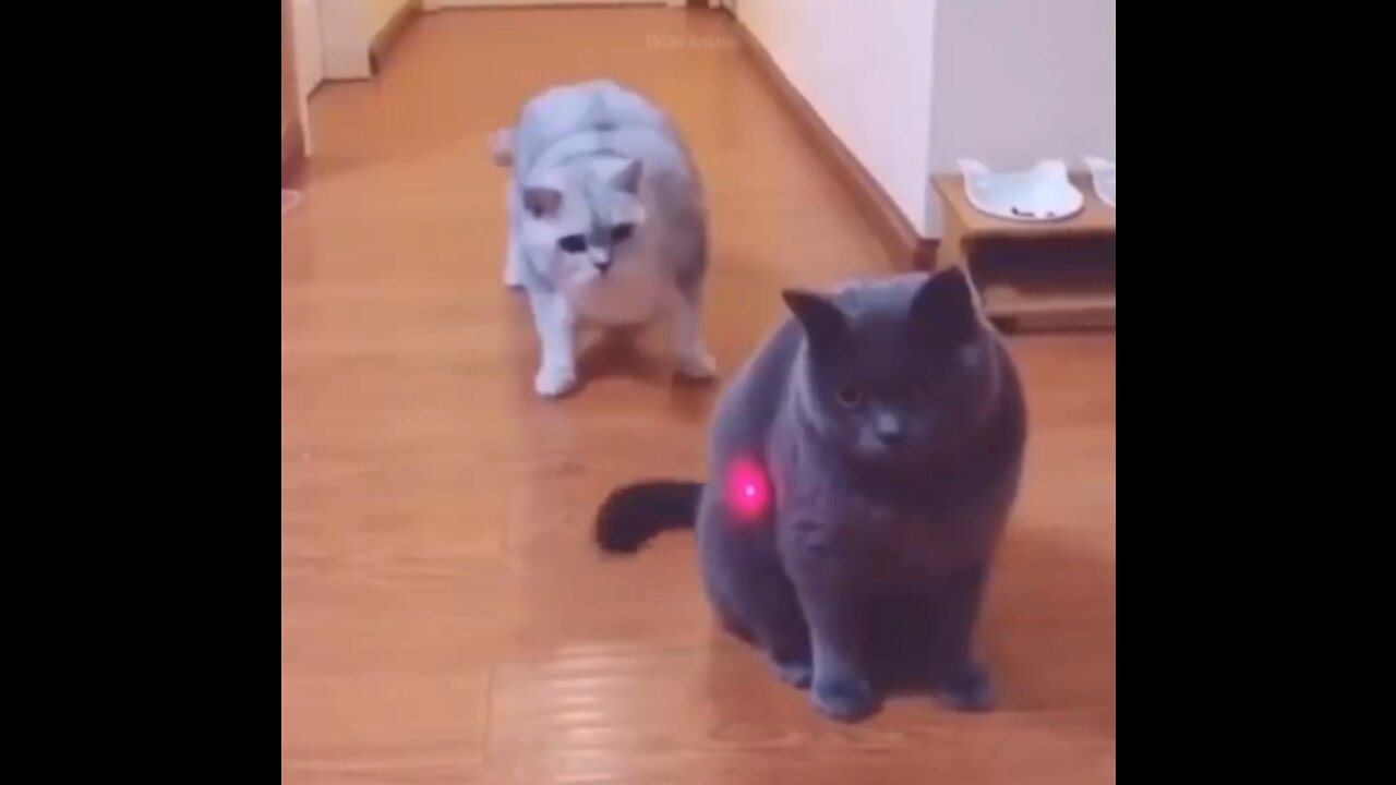 The funniest cutest animals। Embrace Cats funny video