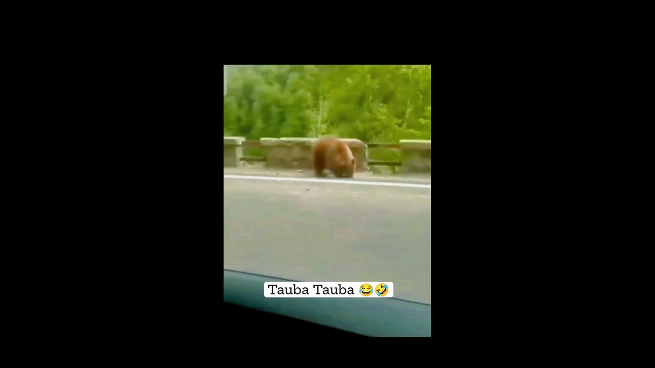 Tauba Tauba