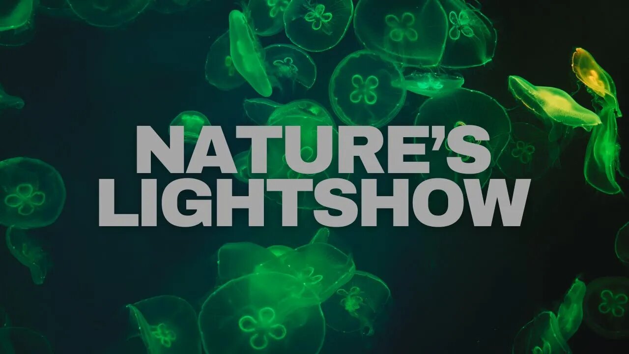 Bioluminescence: Nature's Deep Ocean Light Show - World of Oceans Part Two