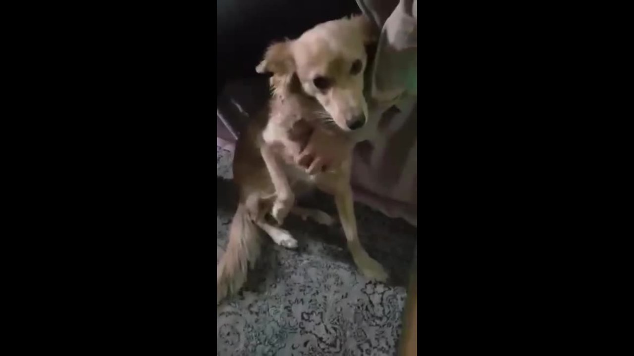 Cute Dog Can't Control Leg Twitching During Belly Rubs