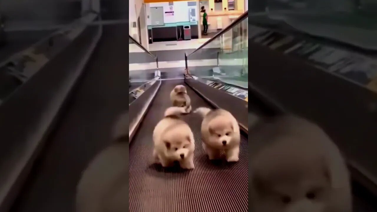 Stairway to Pup-heaven: Husky Edition.