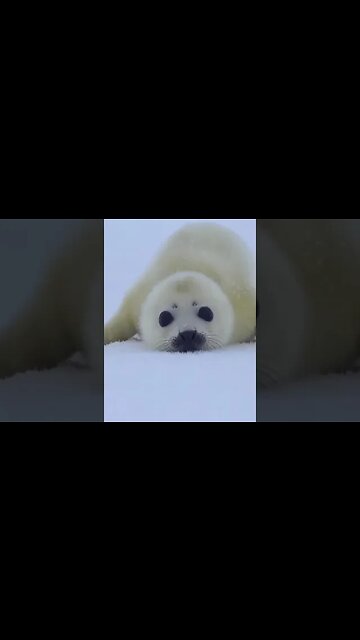 AWW Animals SOO Cute!#shorts #shortvideo #babyanimals #animalcutevideo #babycute