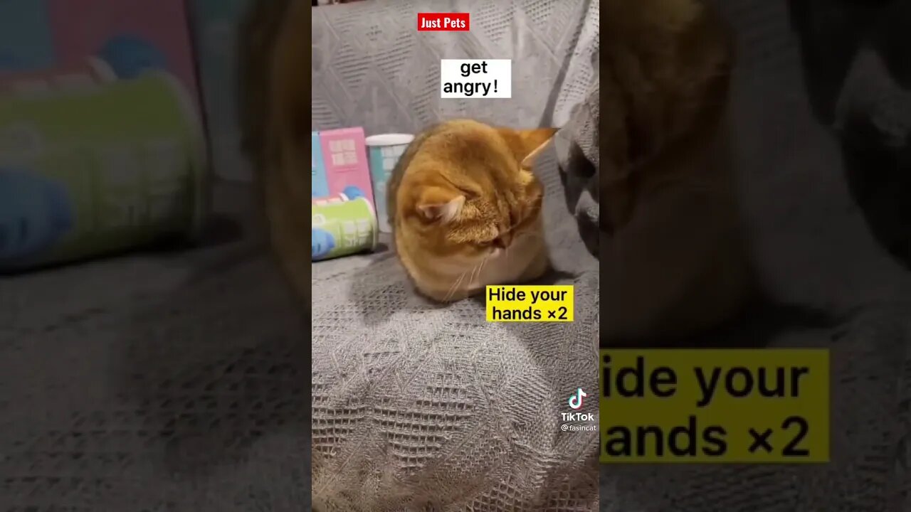 Angry Cat Reaction Try not to Laugh #shorts