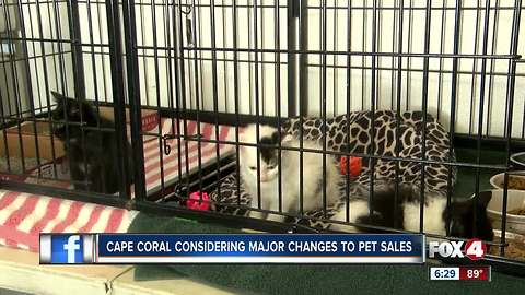 Cape Coral discusses banning cat,dog sales