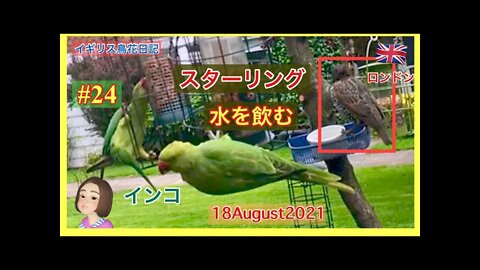 【鳥観察#24】上が気になるキツツキ/インコがいても平気なスターリング / ハトやスターリングの水飲み