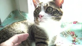 Purring Cute Cat
