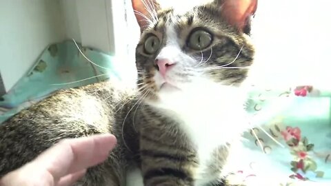 Purring Cute Cat