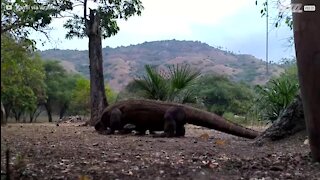 Un combat fou entre deux varans de Komodo