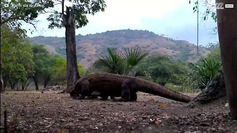 Un combat fou entre deux varans de Komodo