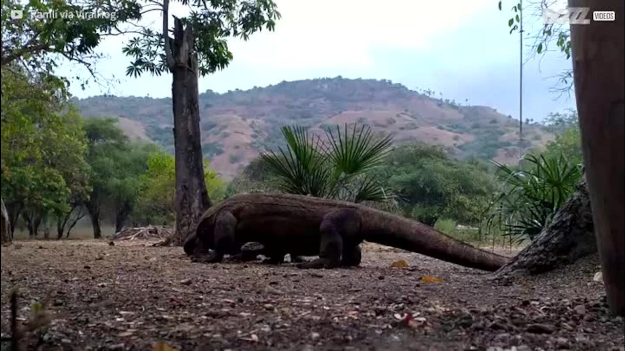 Un combat fou entre deux varans de Komodo