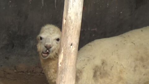 Lama eating gum