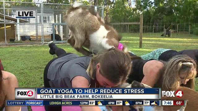 Goat yoga to help destress