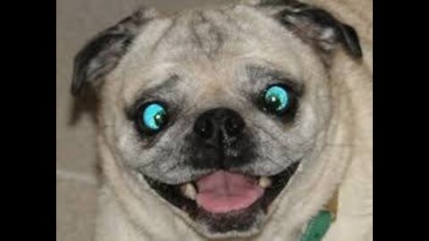 Funny animal - opps try not to laugh with this animals