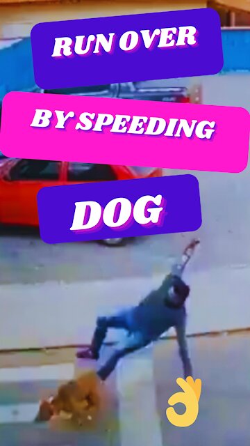 Man Run Over By Speeding Dog Gone Viral