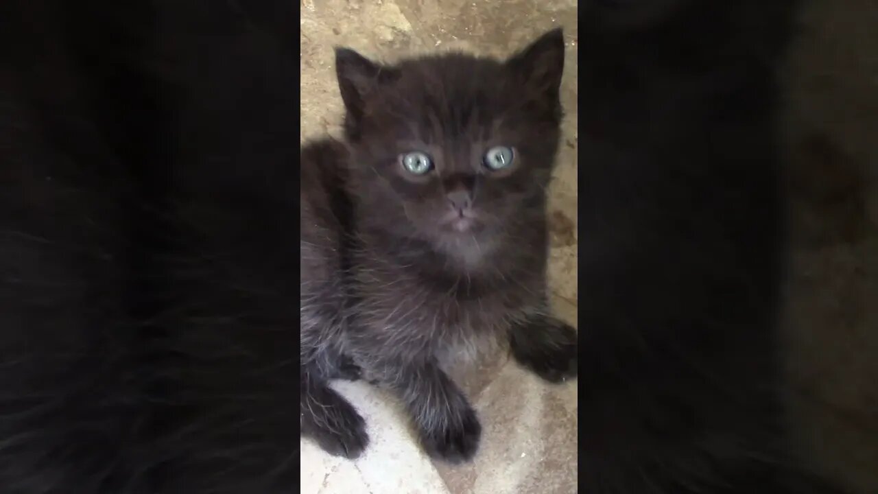 Sirius The Adorable Black Kitten #Shorts 😻